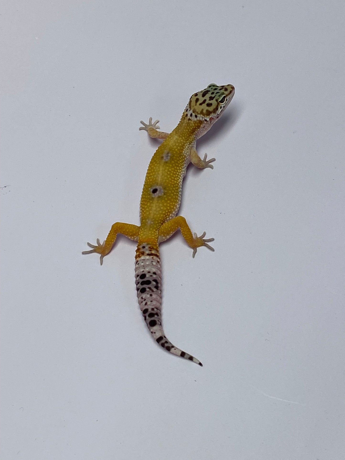 Leopard Gecko - Hypo Tangerine - Pos. Female