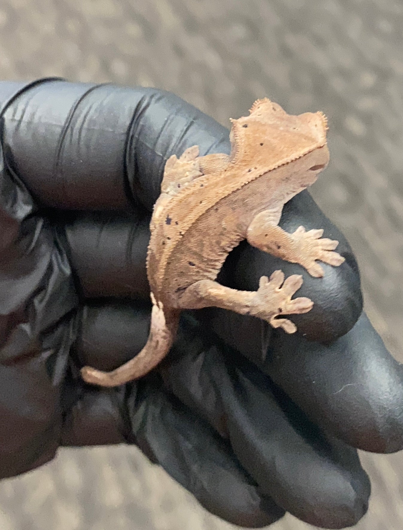 Crested Gecko - Cappuccino - Unknown