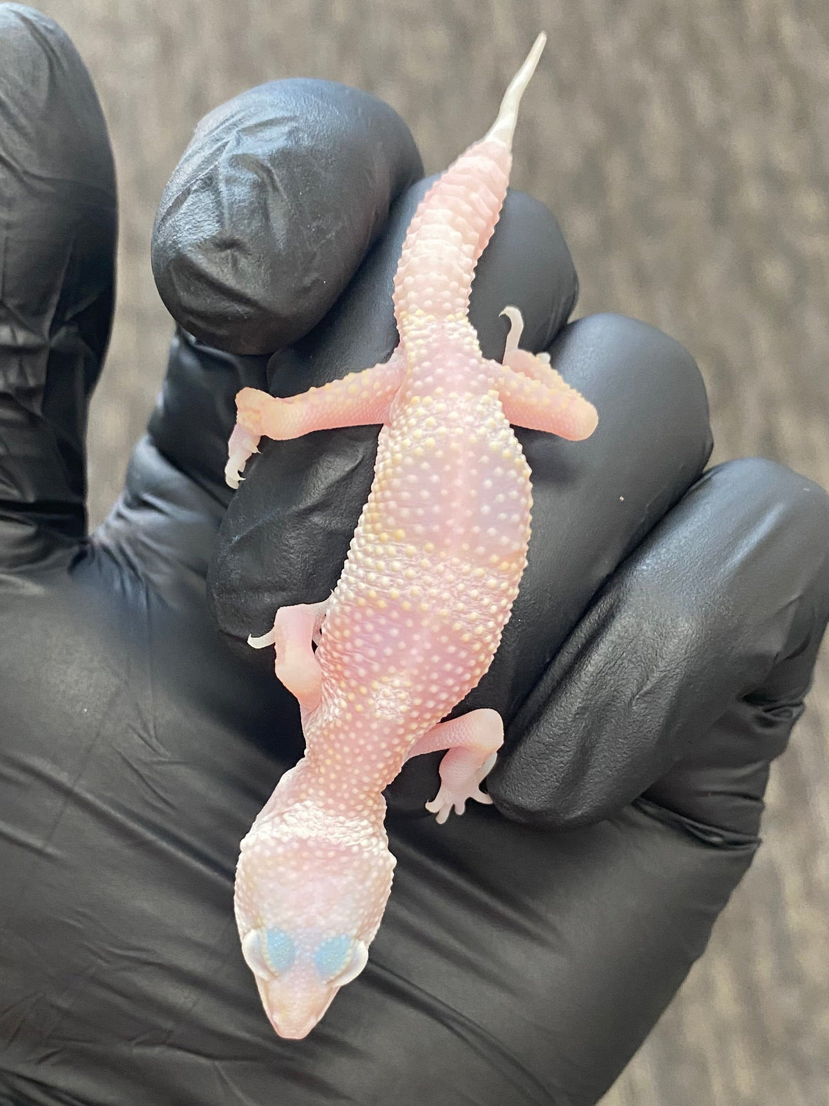 Leopard Gecko - Albino Mack Snow