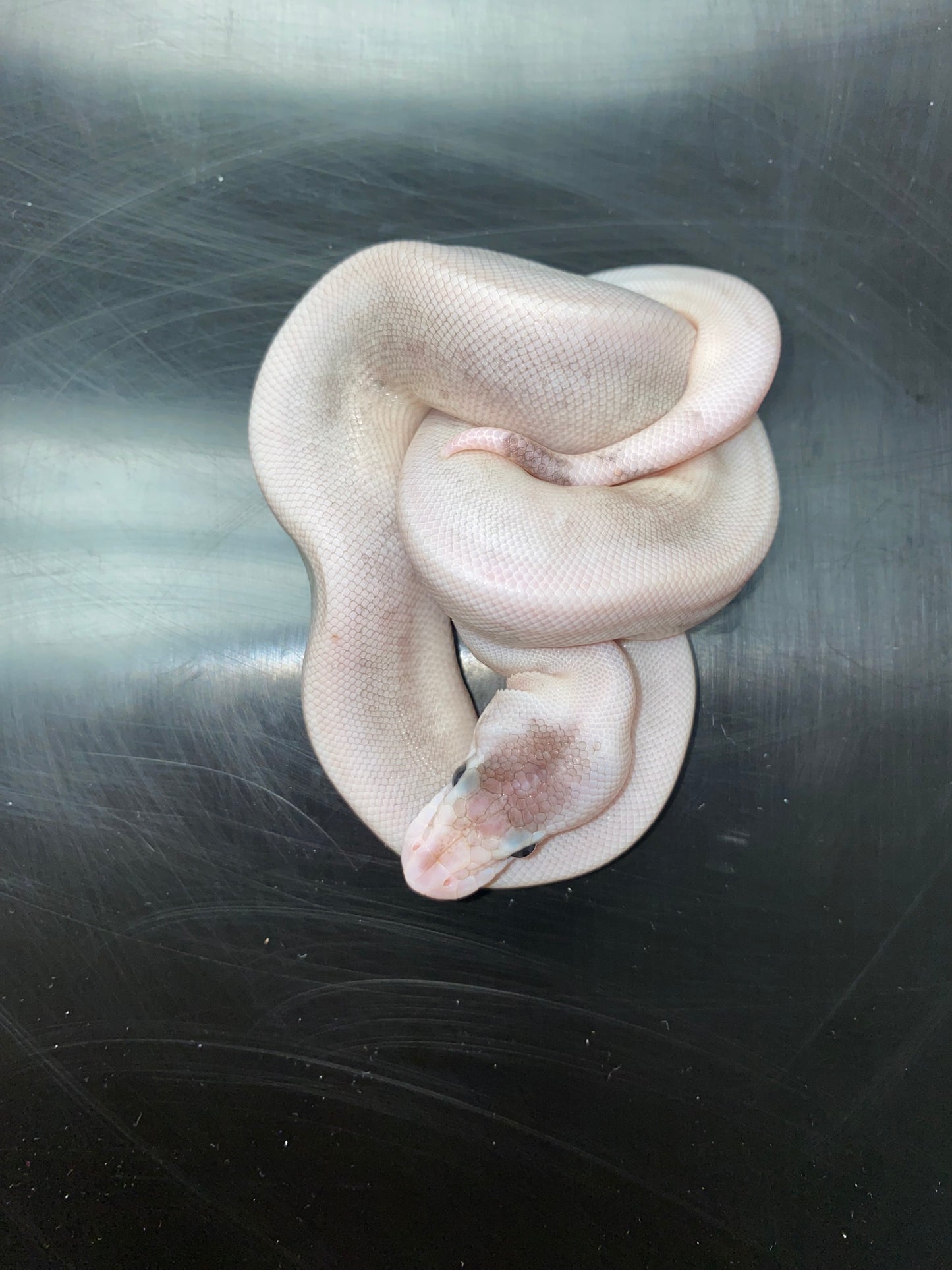 Ball Python - Pastel Black Pastel Champagne (Black Pewterpagne) 100% Het Ghost - Female