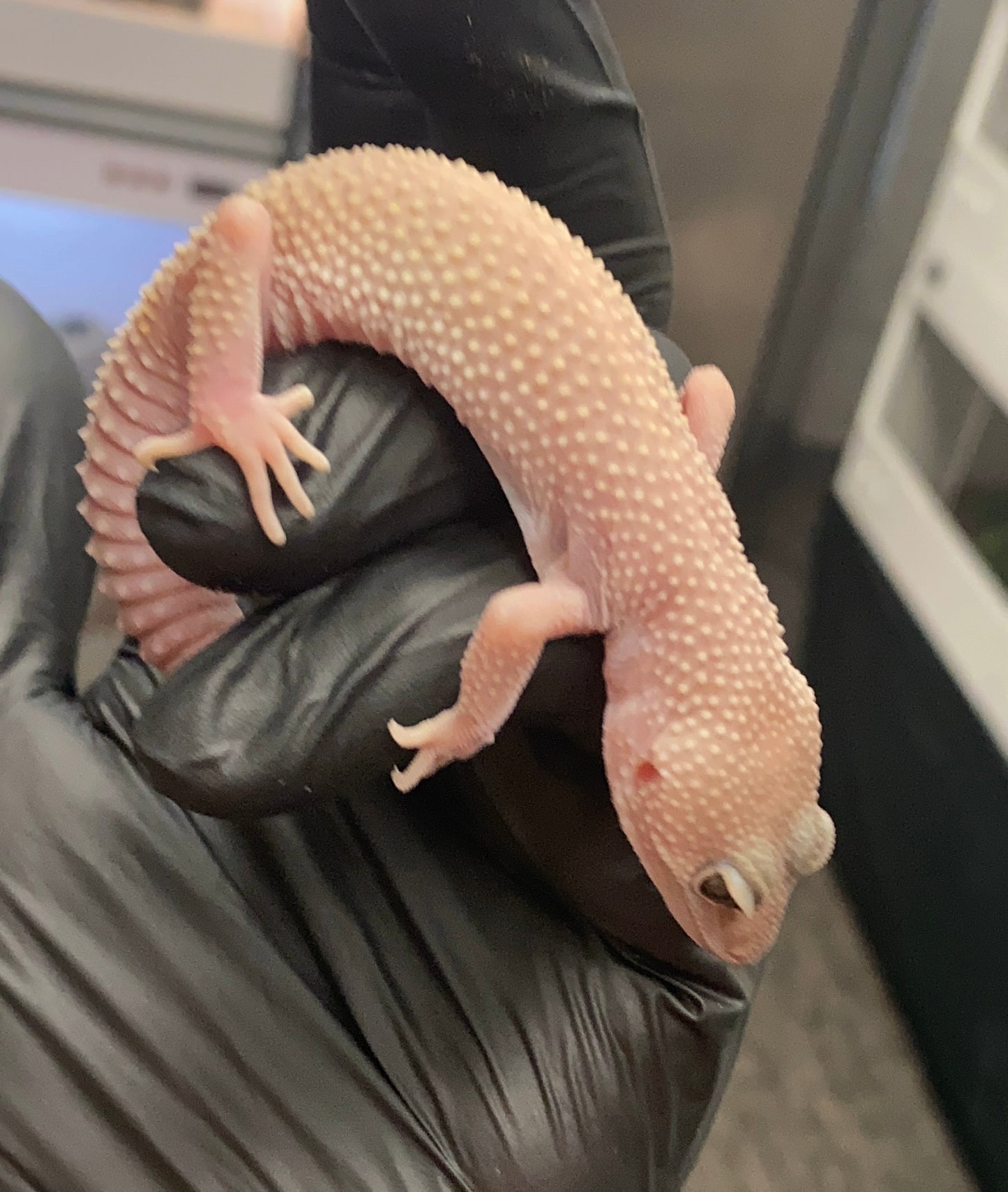 Leopard Gecko - Diablo Blanco - Unknown