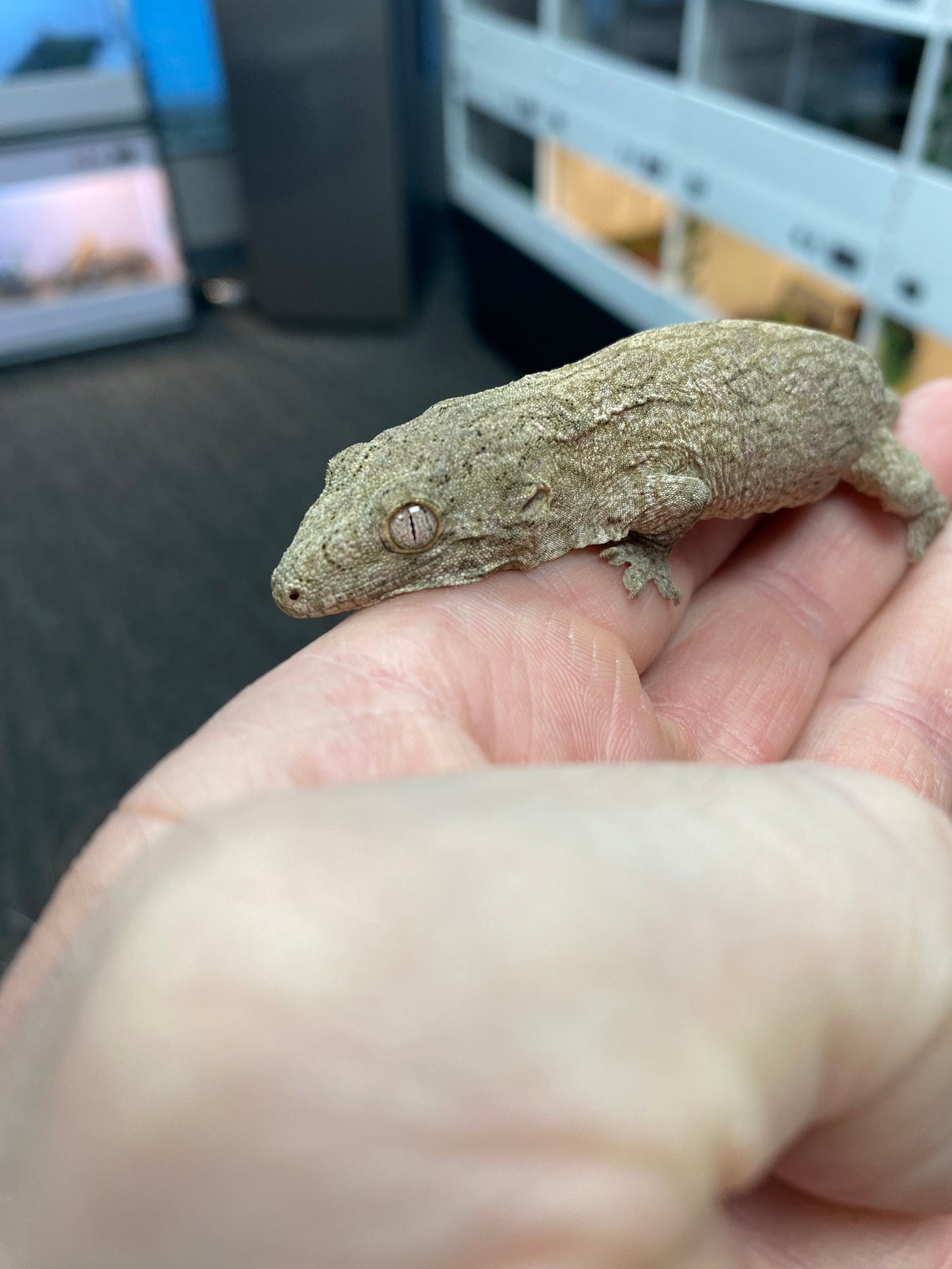 Leachianu Gecko - Nuu Ana x Nuu Ami/Grande Terre (GT) - Unknown