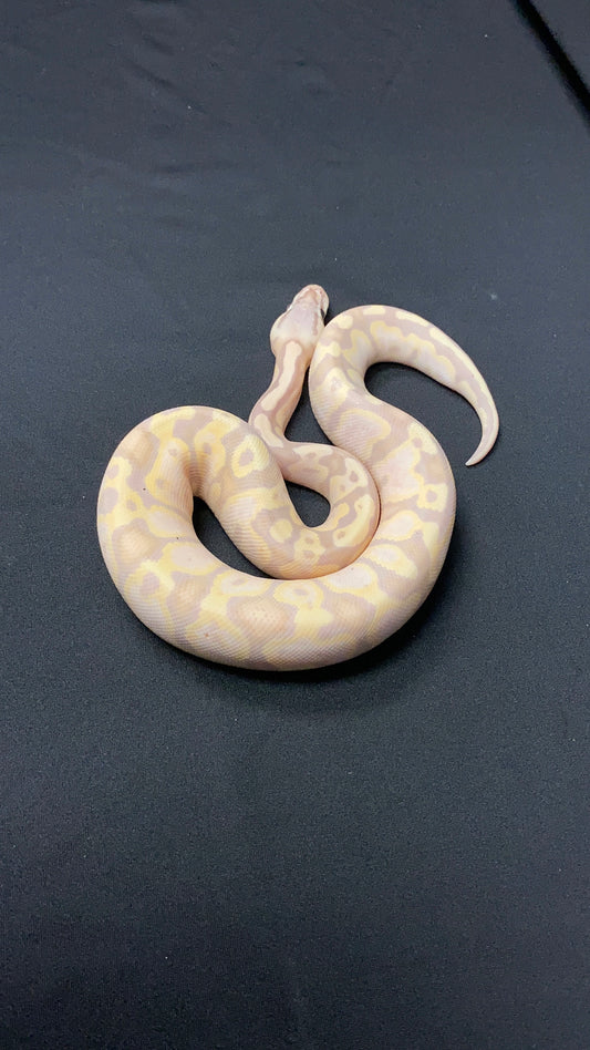 Ball Python - Pastel Fire (Firefly) Banana Butter Yellow Belly - Female