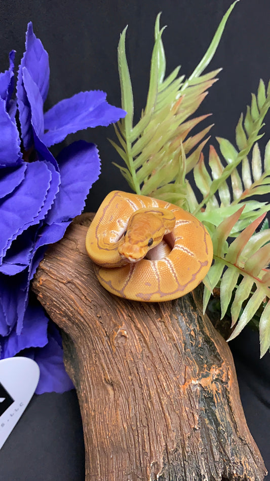 Ball Python - Ultramel Pinstripe (UltraPin) - Male