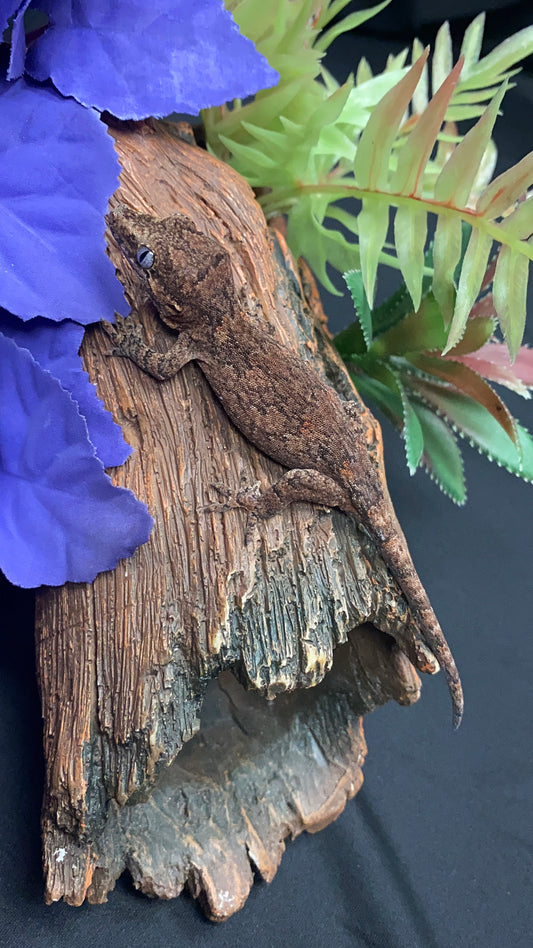 Gargoyle Gecko - Low Expression Orange Blotch - Pos. Female - OrBloVP0225