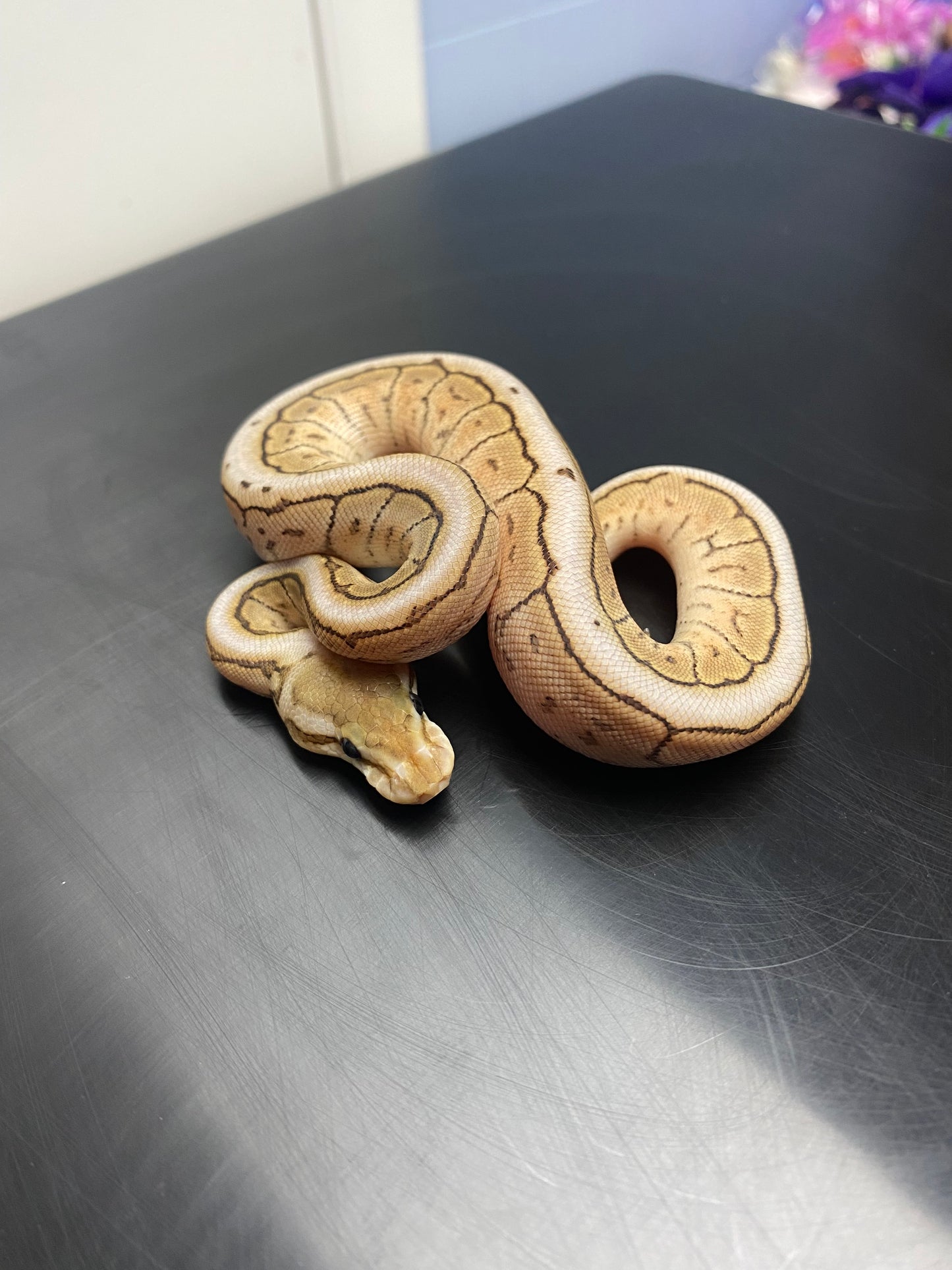 Ball Python - Cinnamon Mojave Spider Pinstripe - Female