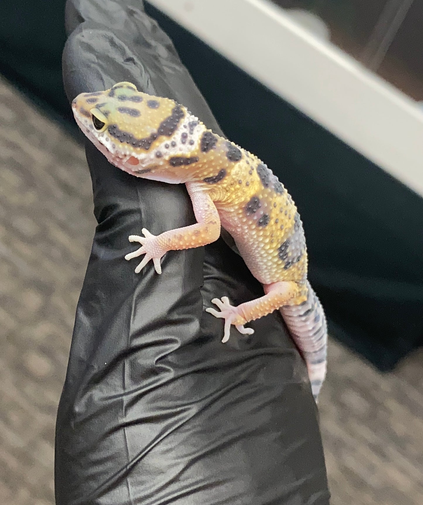 Leopard Gecko - High Yellow - Unknown