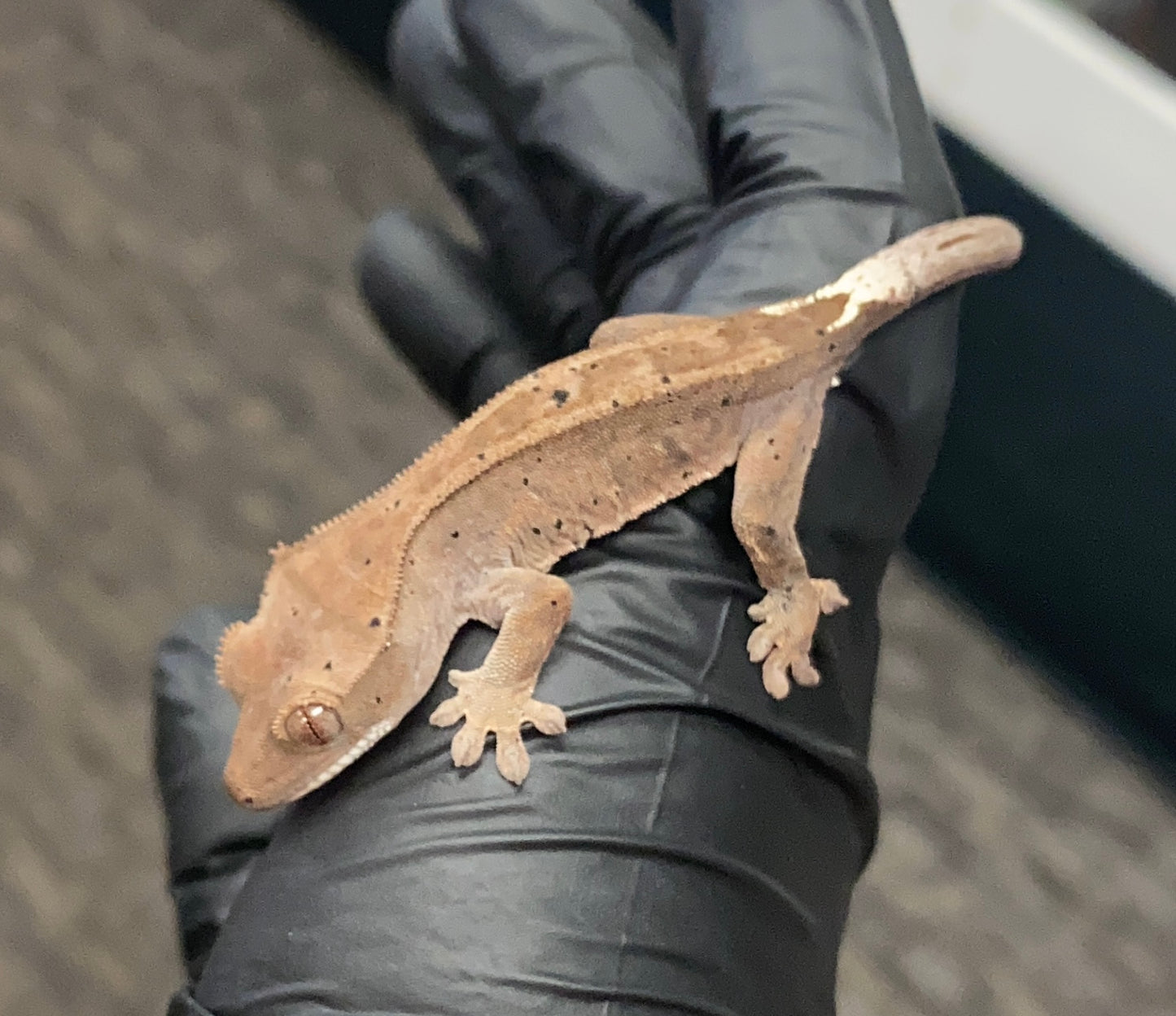 Crested Gecko - Cappuccino - Unknown