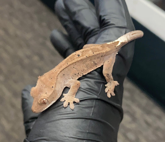 Crested Gecko - Cappuccino - Unknown