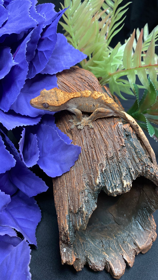 Crested Gecko - Harlequin Dalmatian - Pos. Male