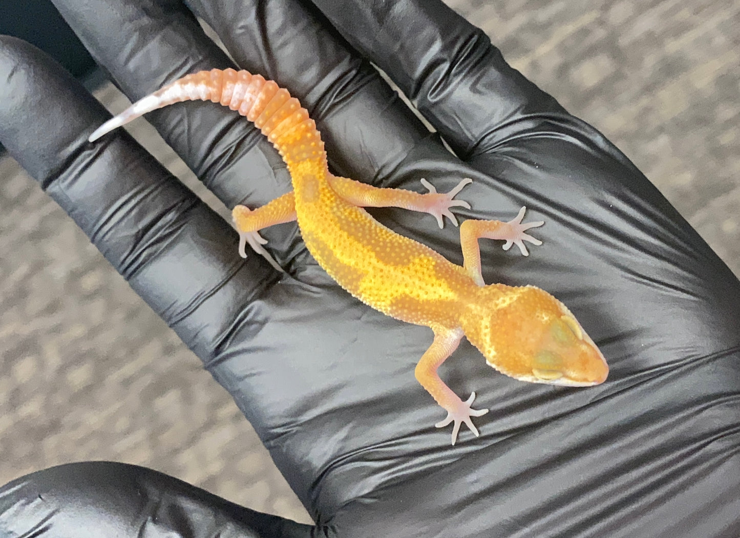 Leopard Gecko - Raptor (Tremper Albino Eclipse) - Unknown