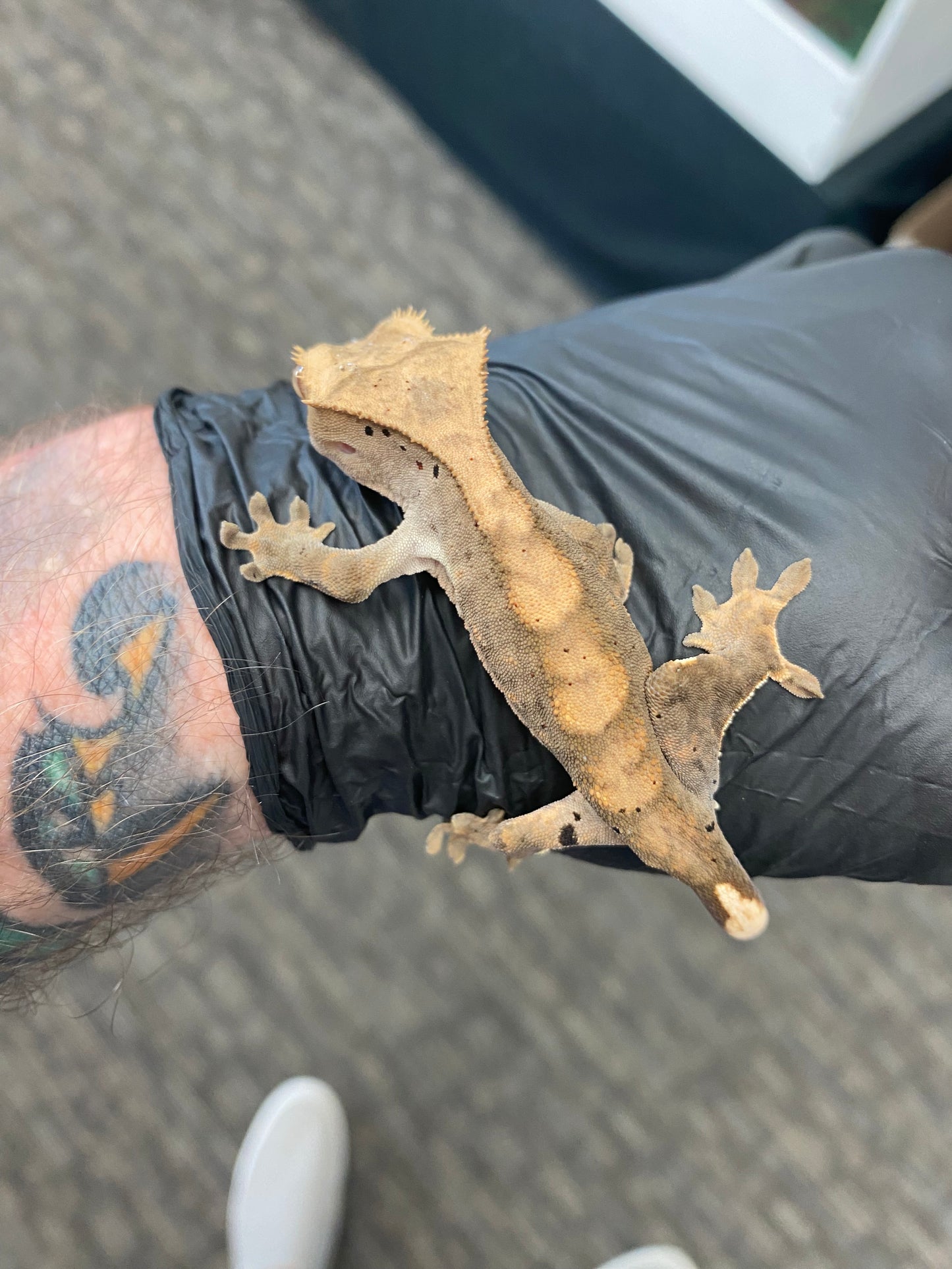 Crested Gecko - Flame Dalmatian - Unknown
