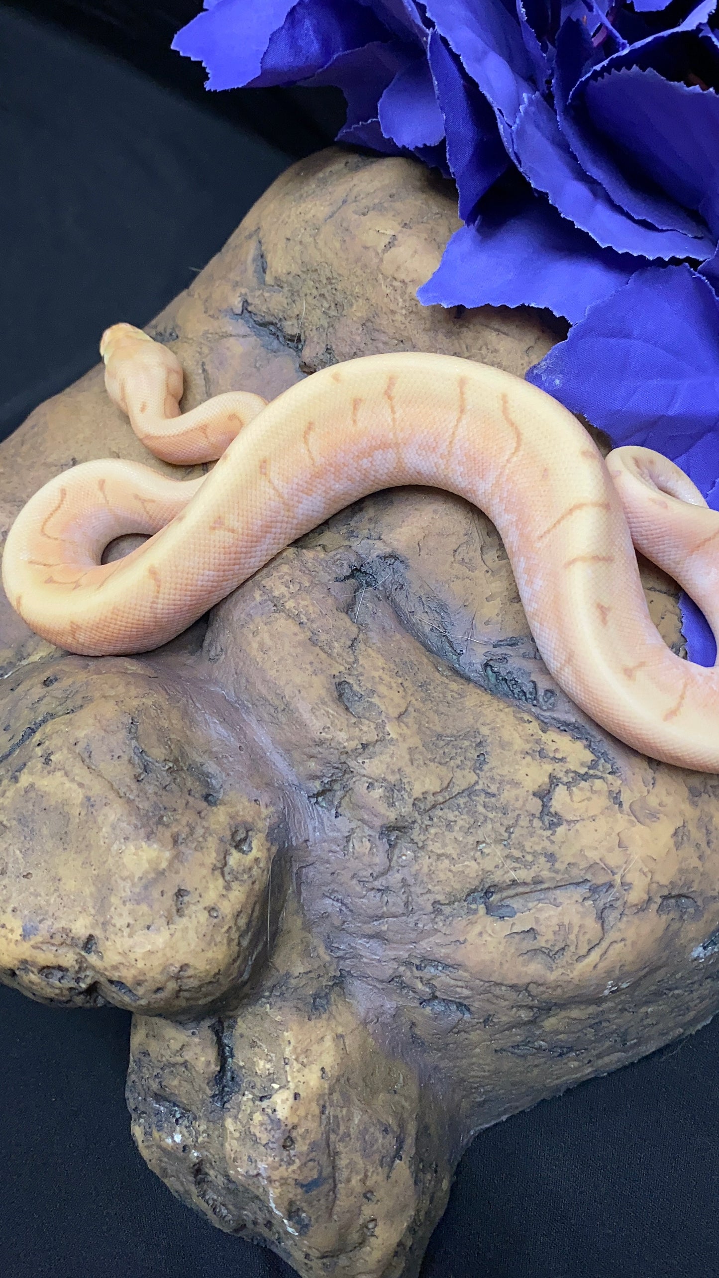 Ball Python - Banana Spider Pinstripe (Spinner) Enchi/Lori - Female