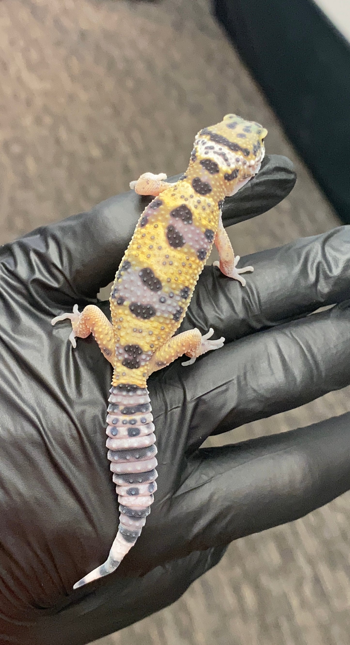 Leopard Gecko - High Yellow - Unknown