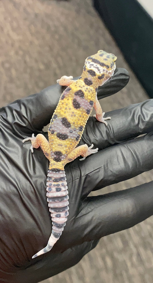 Leopard Gecko - High Yellow - Unknown