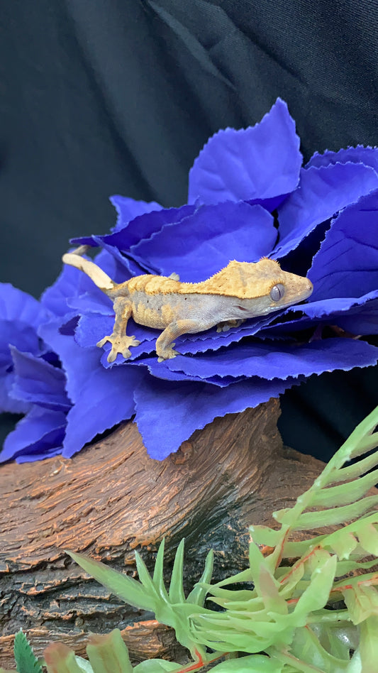 Crested Gecko - Harlequin Dalmatian - Pos. Female