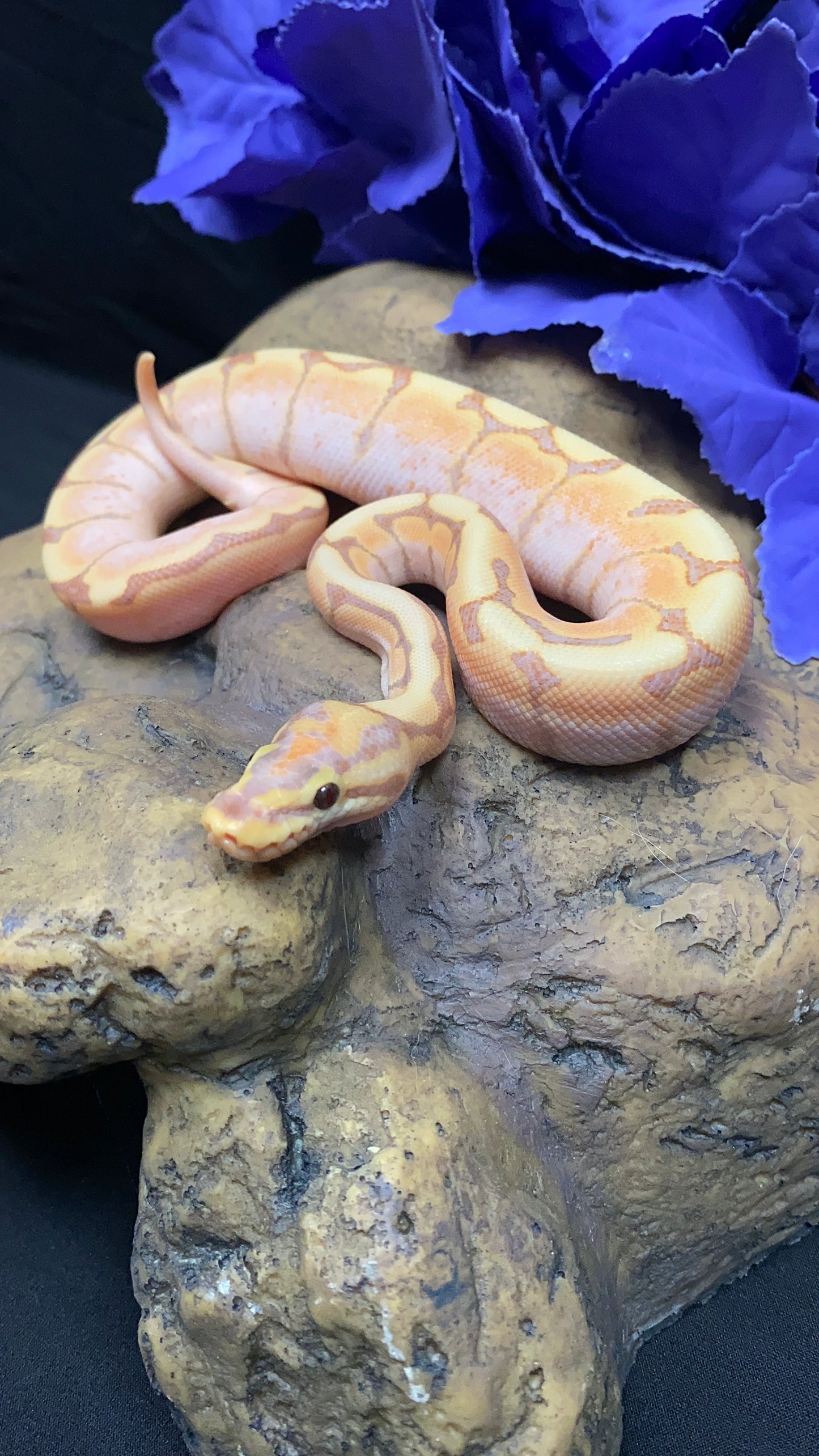 Ball Python - Banana Spider Lori/Enchi - Male