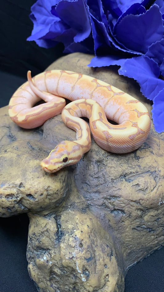Ball Python - Banana Spider Lori/Enchi - Male