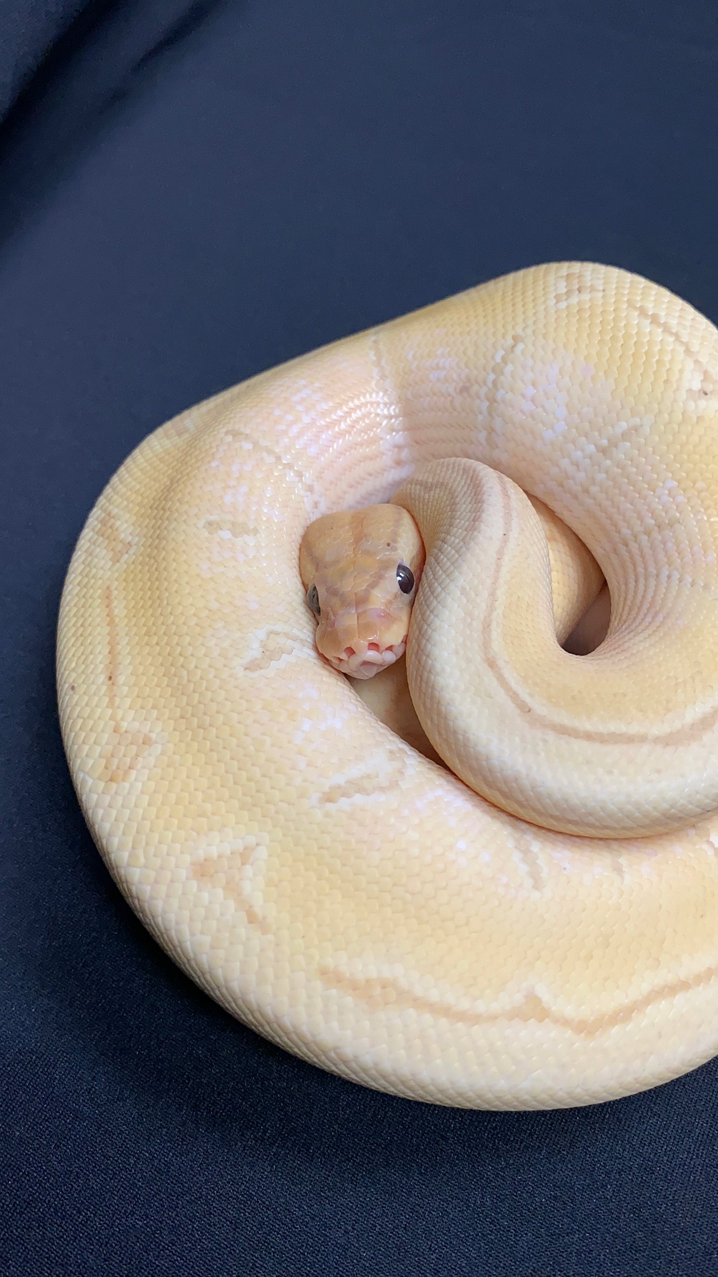 Ball Python - Banana Enchi Pinstripe - Male