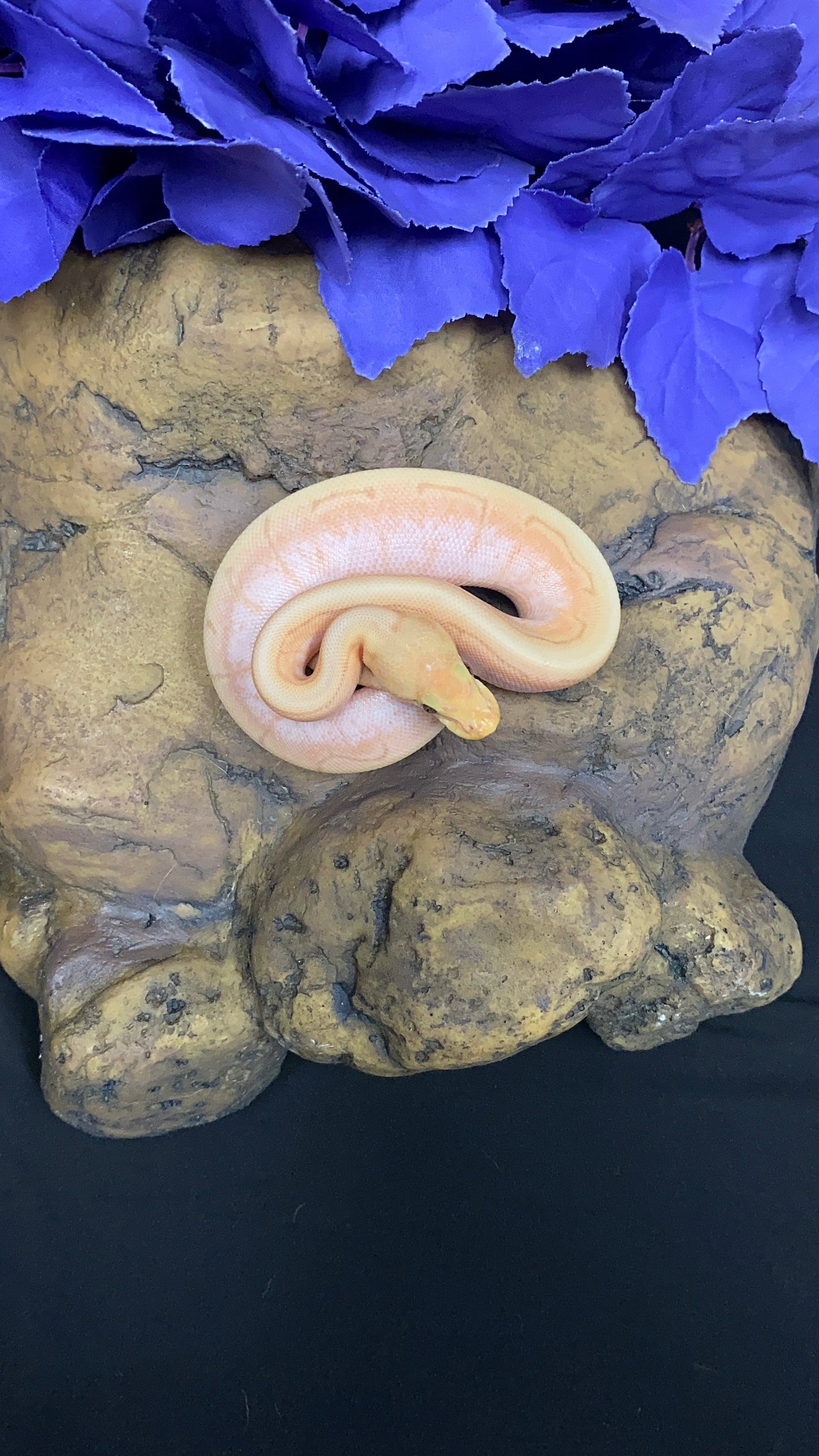 Ball Python - Banana Spider Pinstripe (Spinner) Enchi/Lori - Male