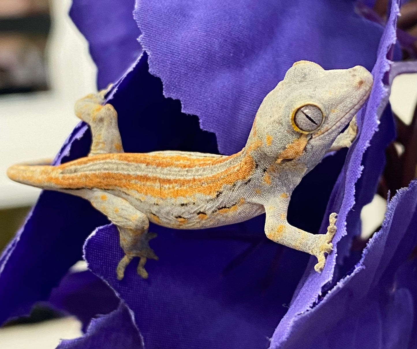 Gargoyle Gecko - Orange Stripe - Unknown