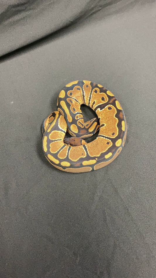 Ball Python - Het Red Axanthic (HRA) Het Pied - Female