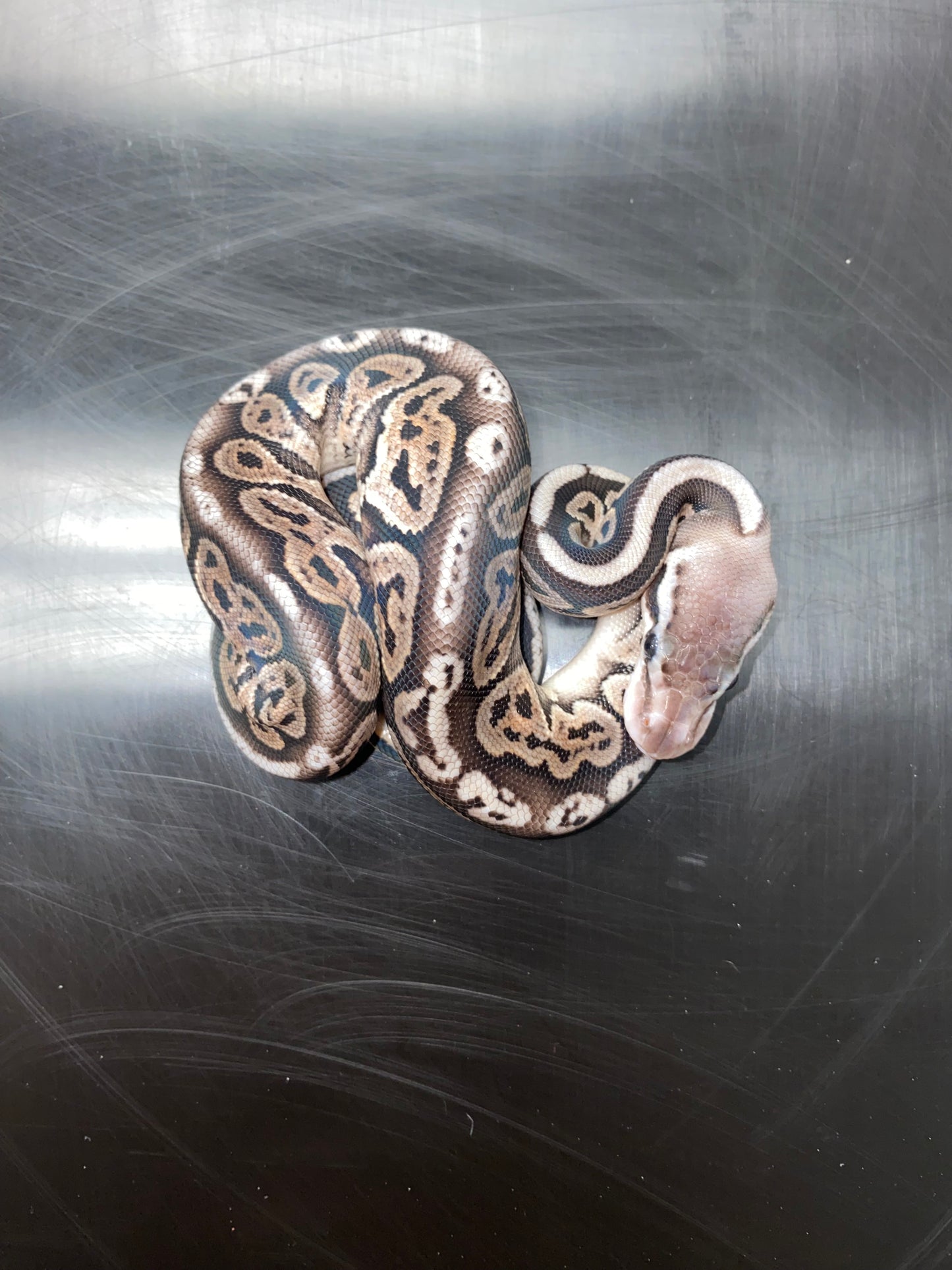 Ball Python - Pastel Black Pastel (Black Pewter) 100% Het Ghost - Female