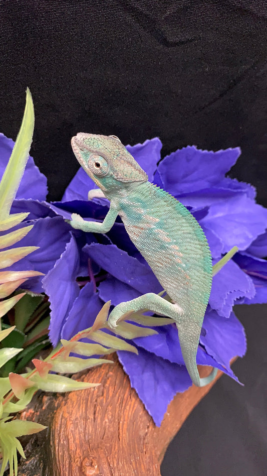 Nosy Be Panther Chameleon - Male