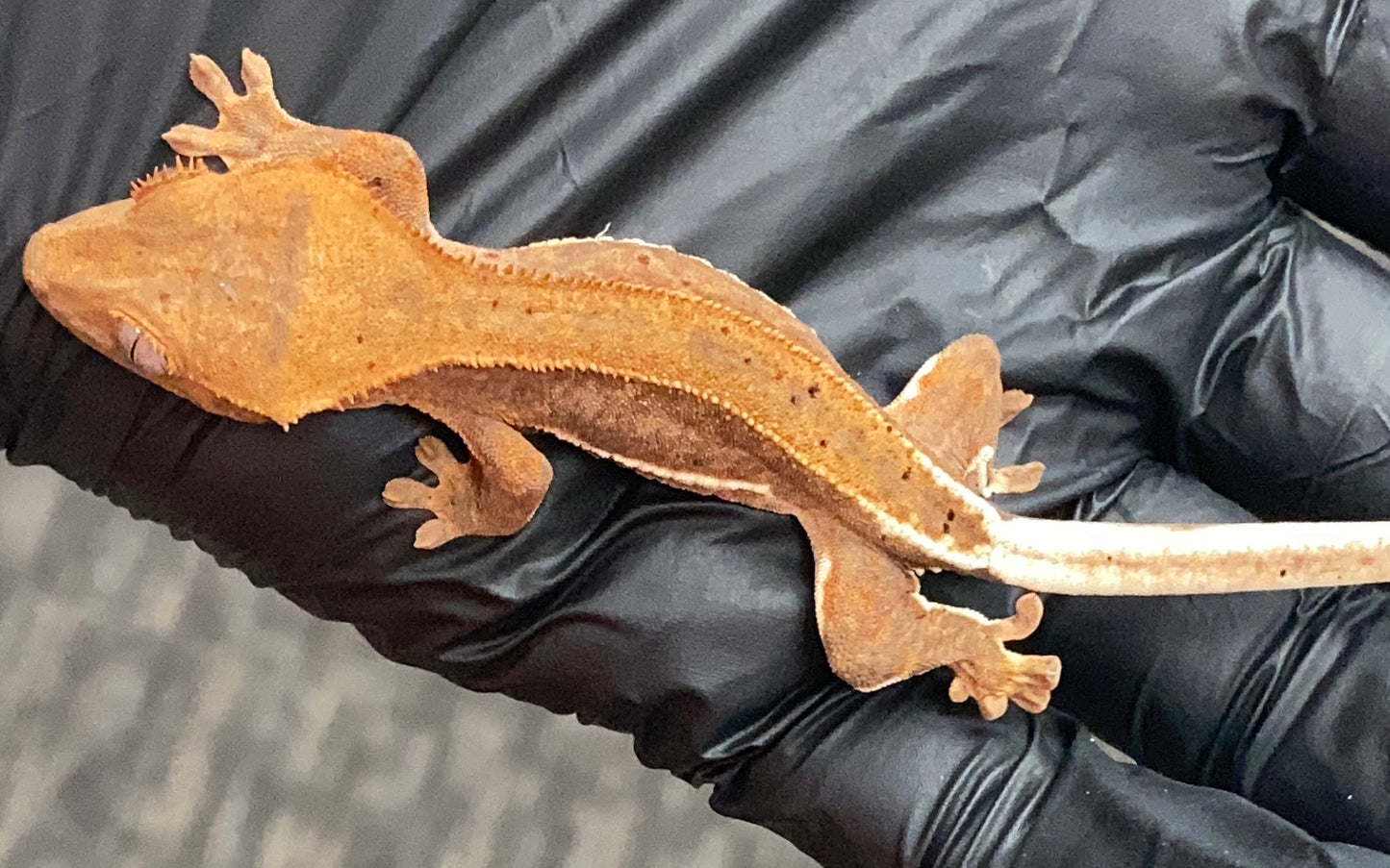 Crested Gecko - Lilly White - Unknown