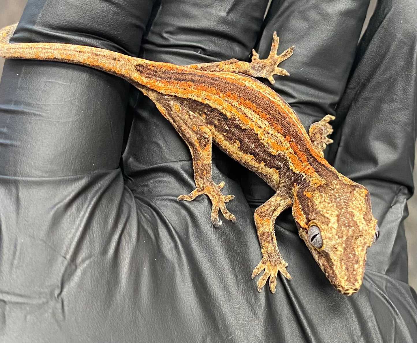 Gargoyle Gecko - Orange Stripe - Unknown