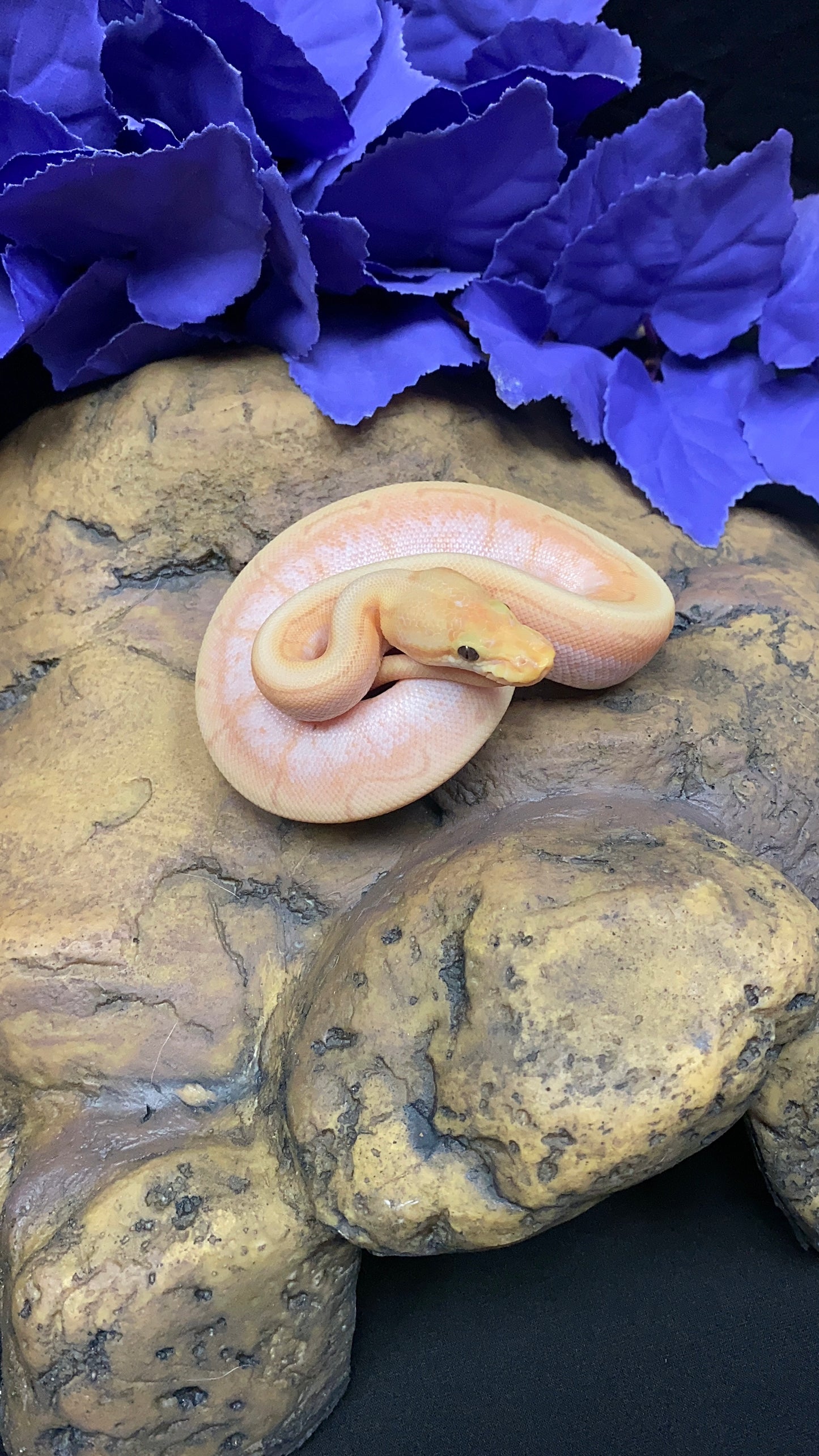 Ball Python - Banana Spider Pinstripe (Spinner) Enchi/Lori - Male