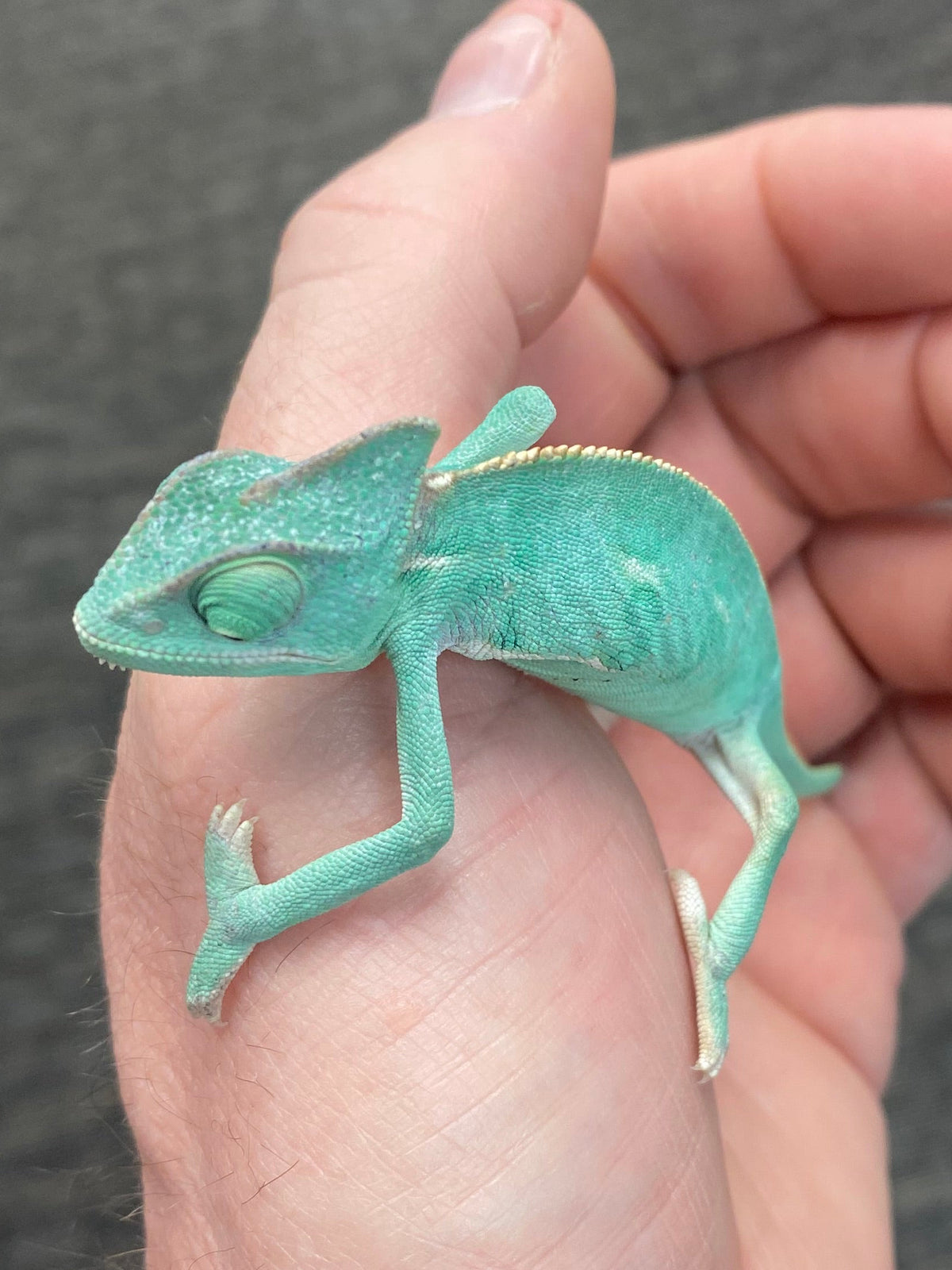 Baby Veiled Chameleons - Low White Pied