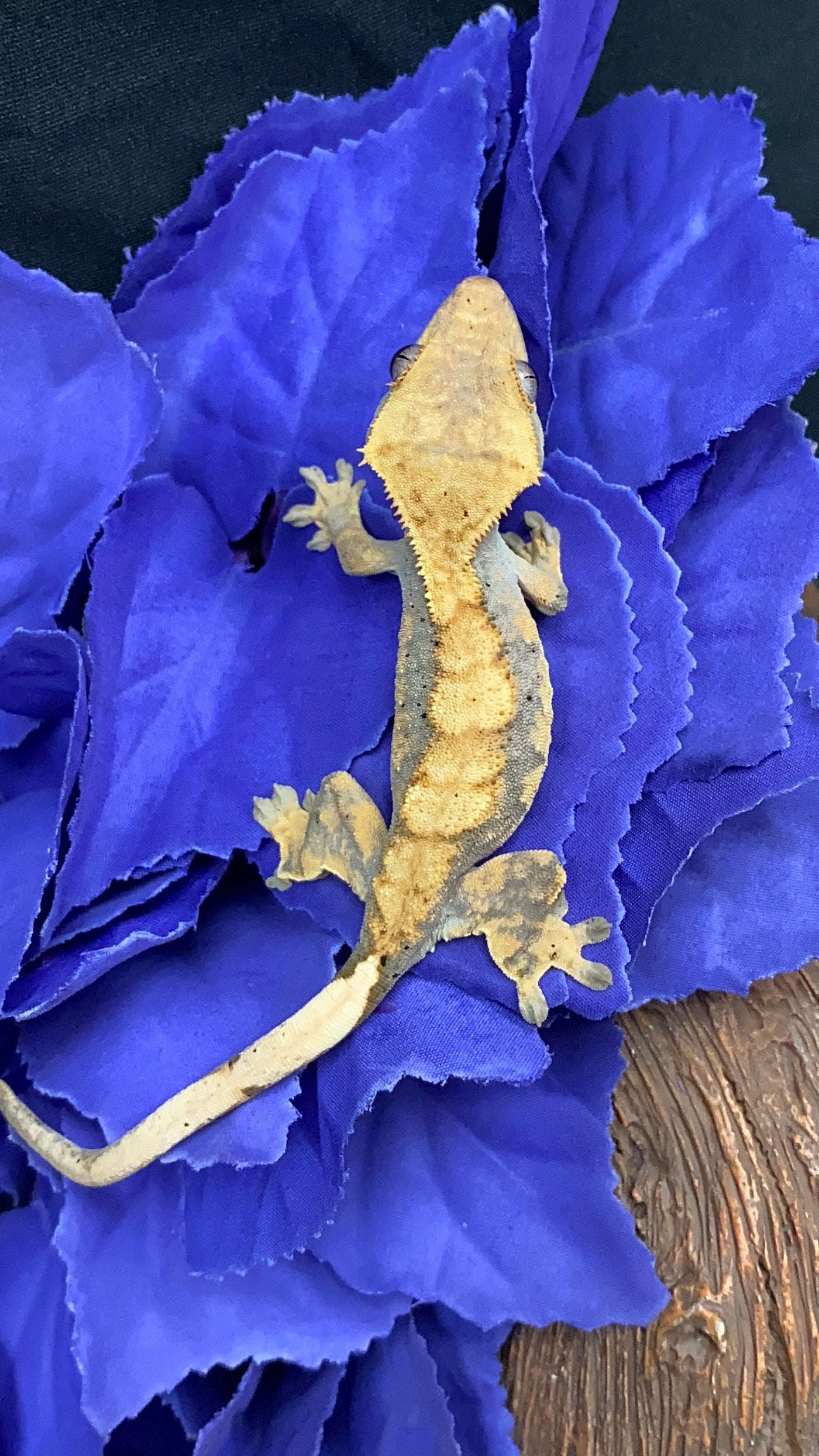 Crested Gecko - Harlequin Dalmatian - Pos. Female