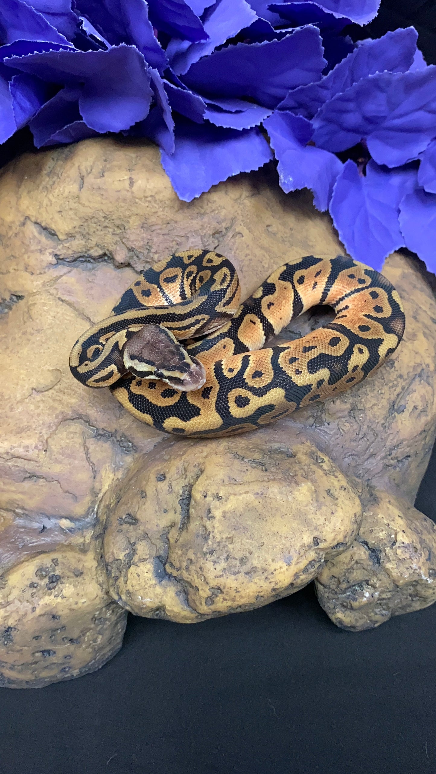 Ball Python - Pastel 100% Het Ghost 50% Het Ultramel - Male