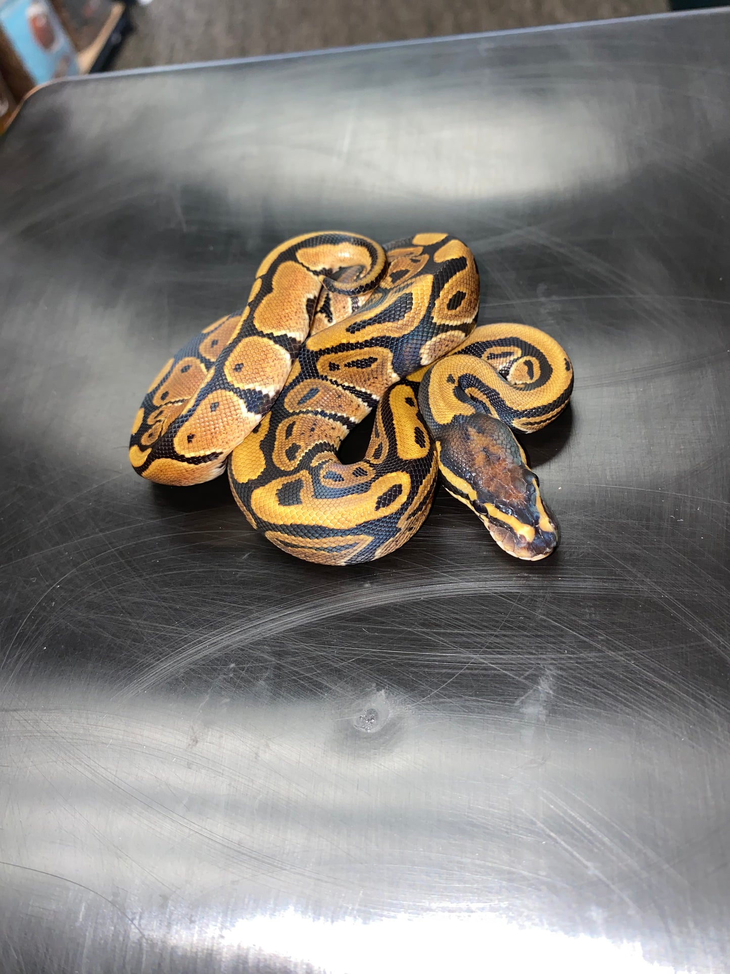 Ball Python - Normal 100% Het Ghost - Female