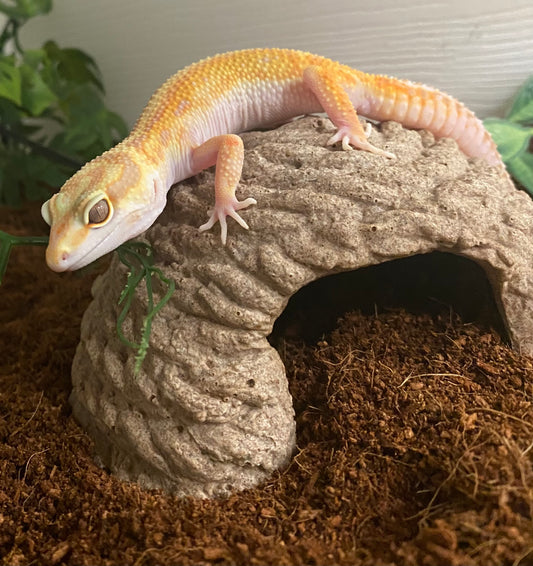 Leopard Gecko - Raining Red Stripe - Female