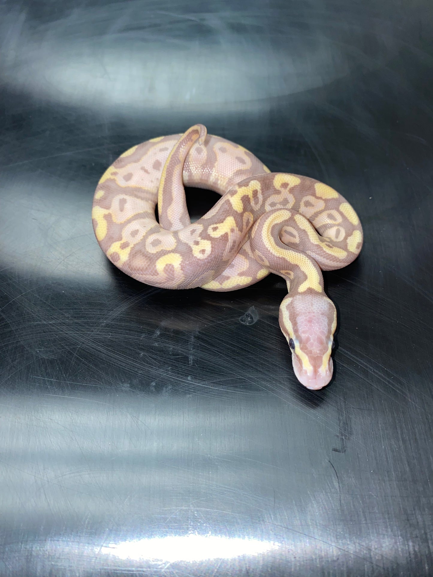 Ball Python - Pastel Banana 100% Het Ghost - Male