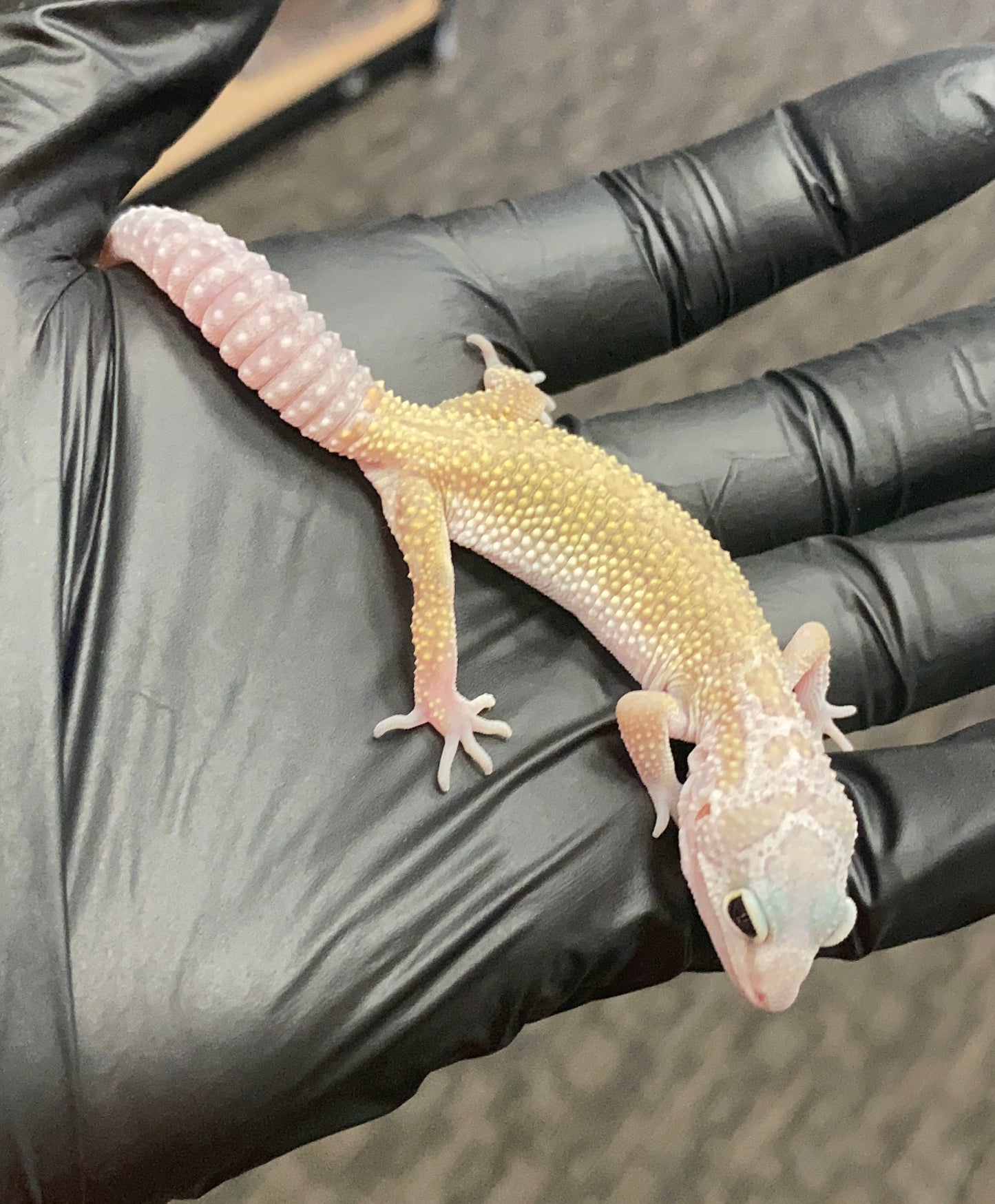 Leopard Gecko - Leucistic (Patternless) - Unknown