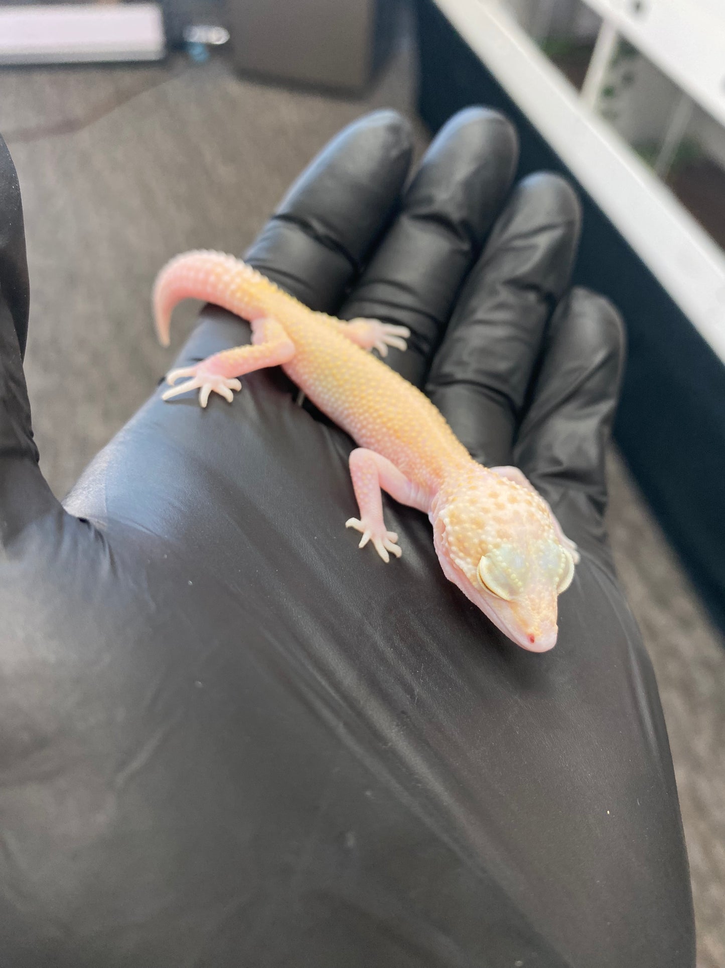 Leopard Gecko - Raptor (Tremper Albino Eclipse) - Unknown