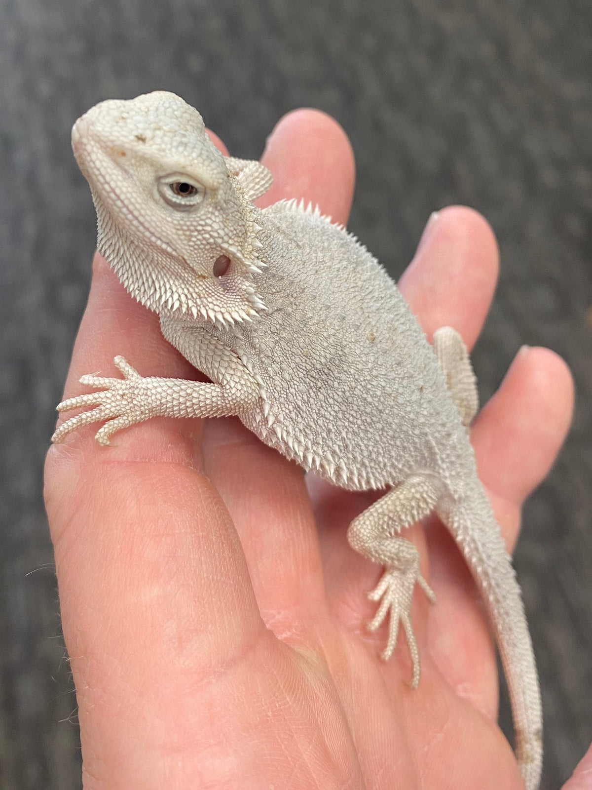 Bearded Dragon - Zero