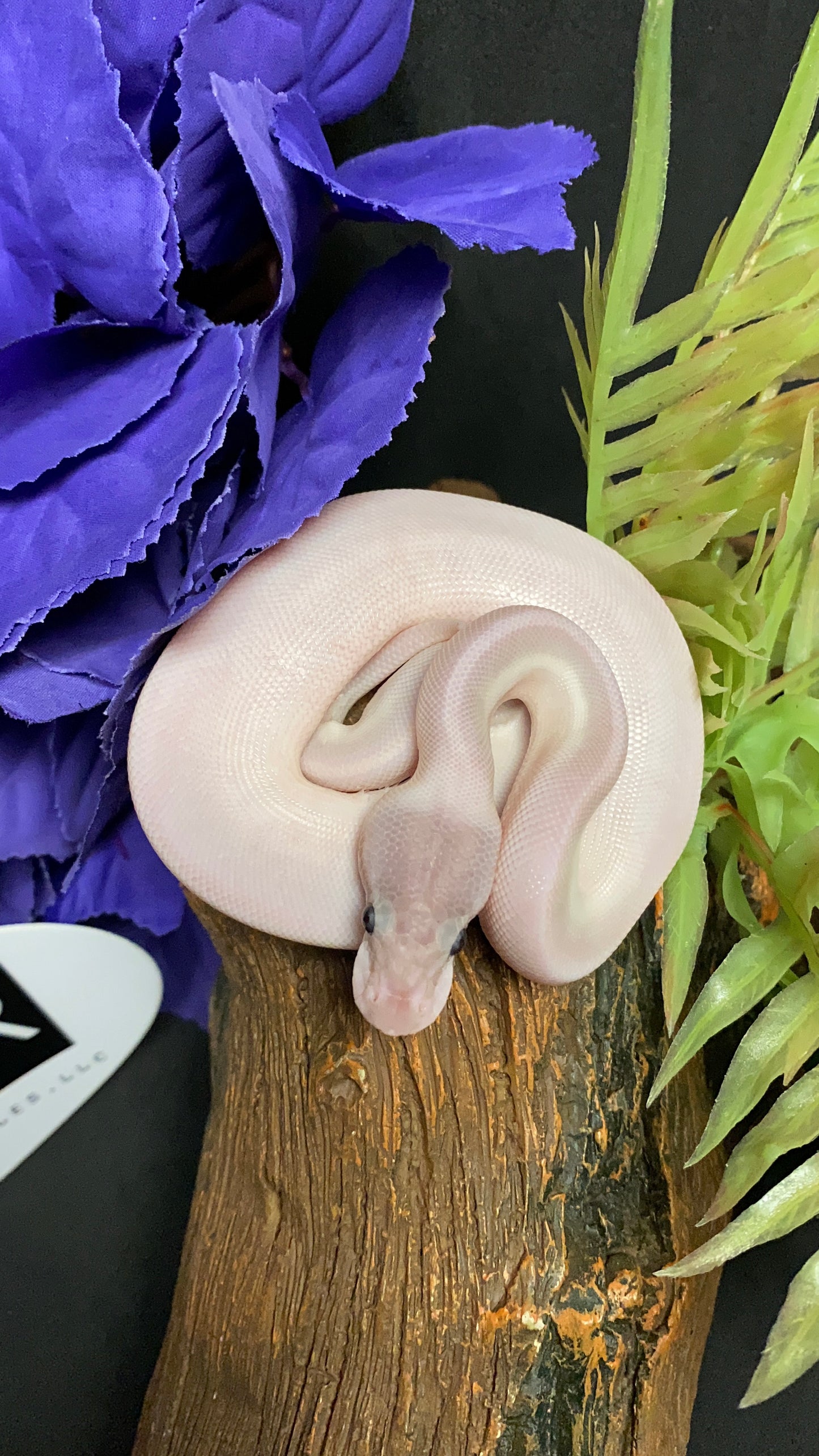 Ball Python - BEL (Super Mojave) - Male