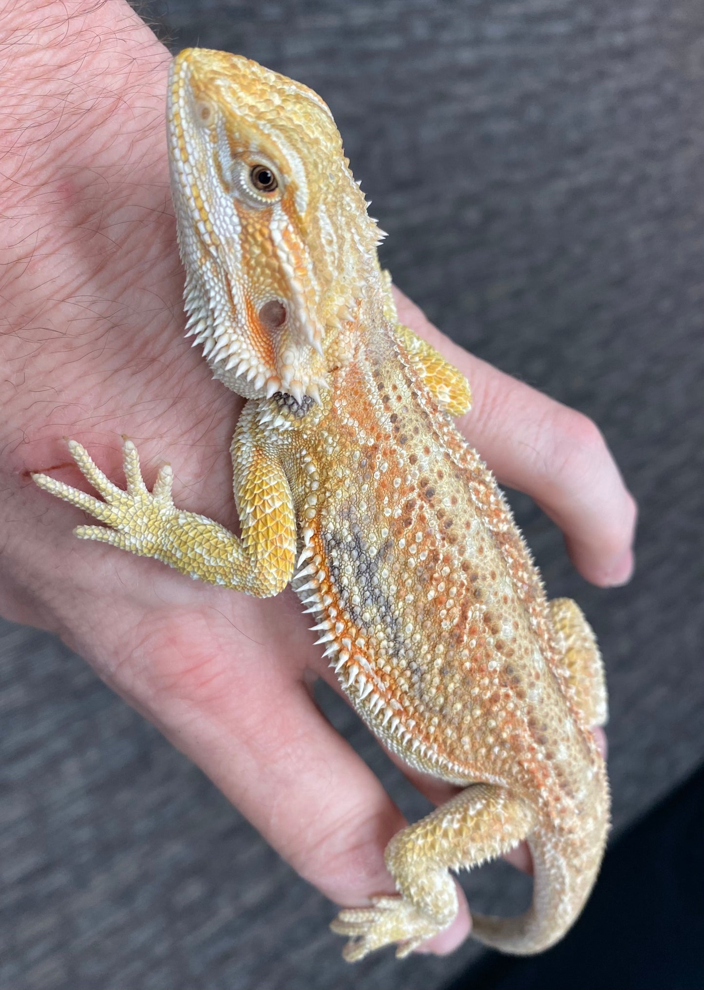 Bearded Dragon - Citrus Hypo