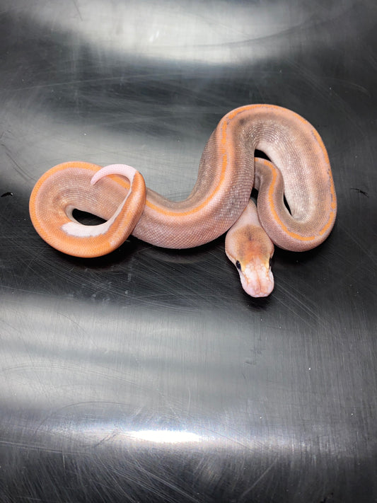 Ball Python - Black Pastel Champagne 100% Het Ghost - Female