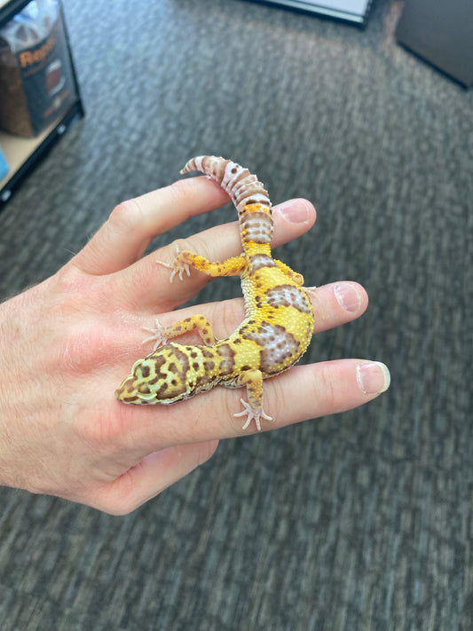 Leopard Gecko - Bell Albino - Pos. Female