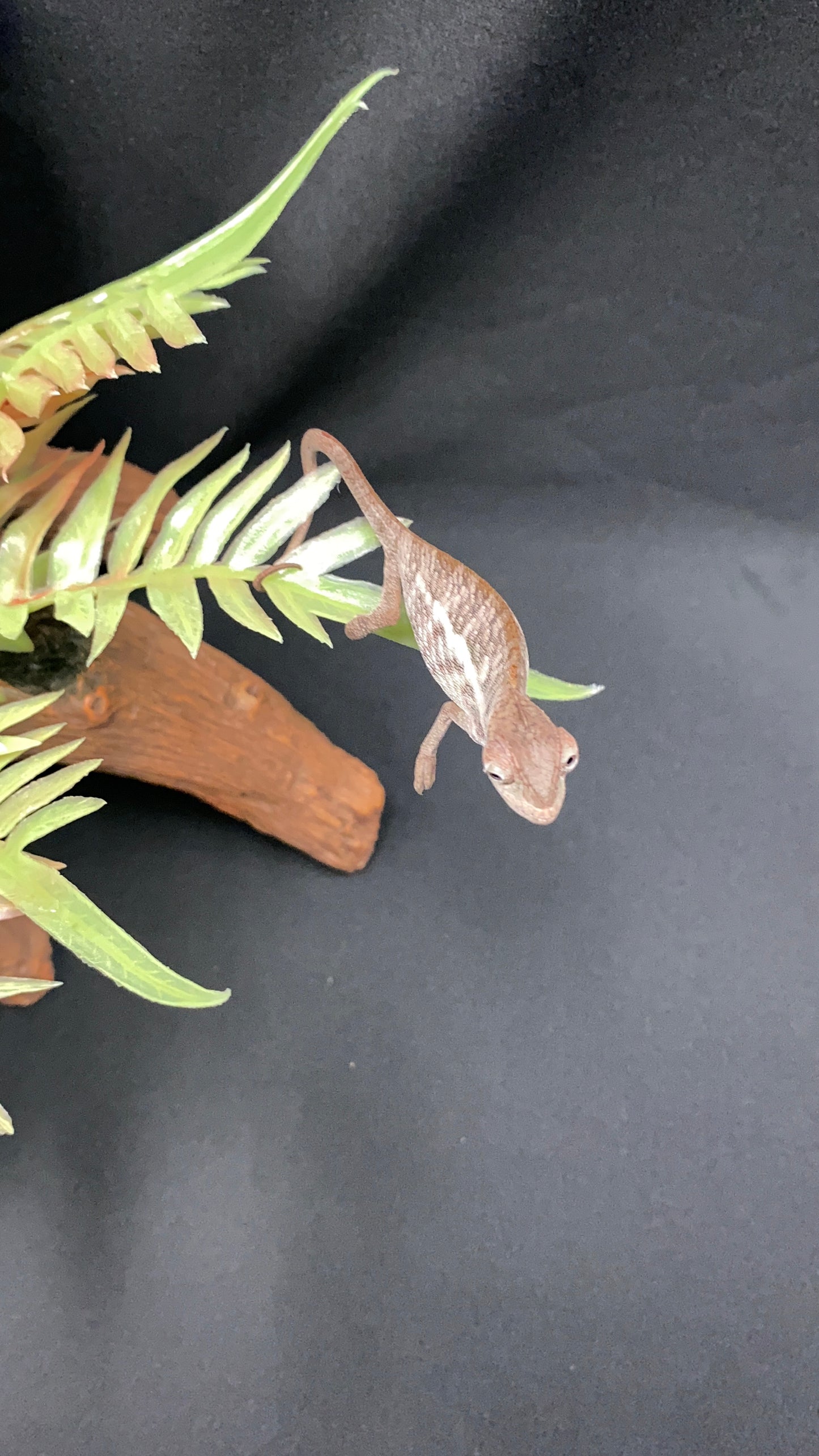 Baby Ambanja Panther Chameleon - Unknown