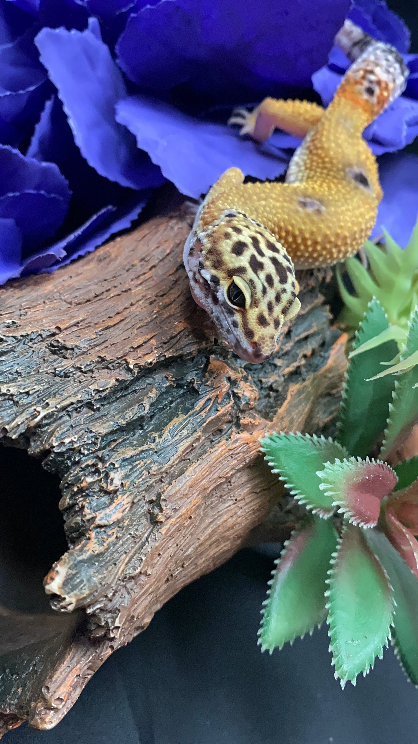 Leopard Gecko - Hypo Tangerine - Pos. Female