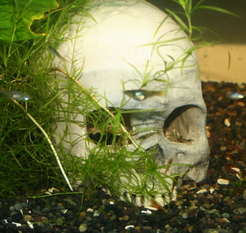 Pet-Tekk Skull Cave