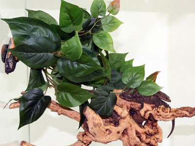 Magnaturals - Hanging Jungle - Large