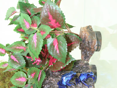 Magnaturals - Hanging Jungle - Small