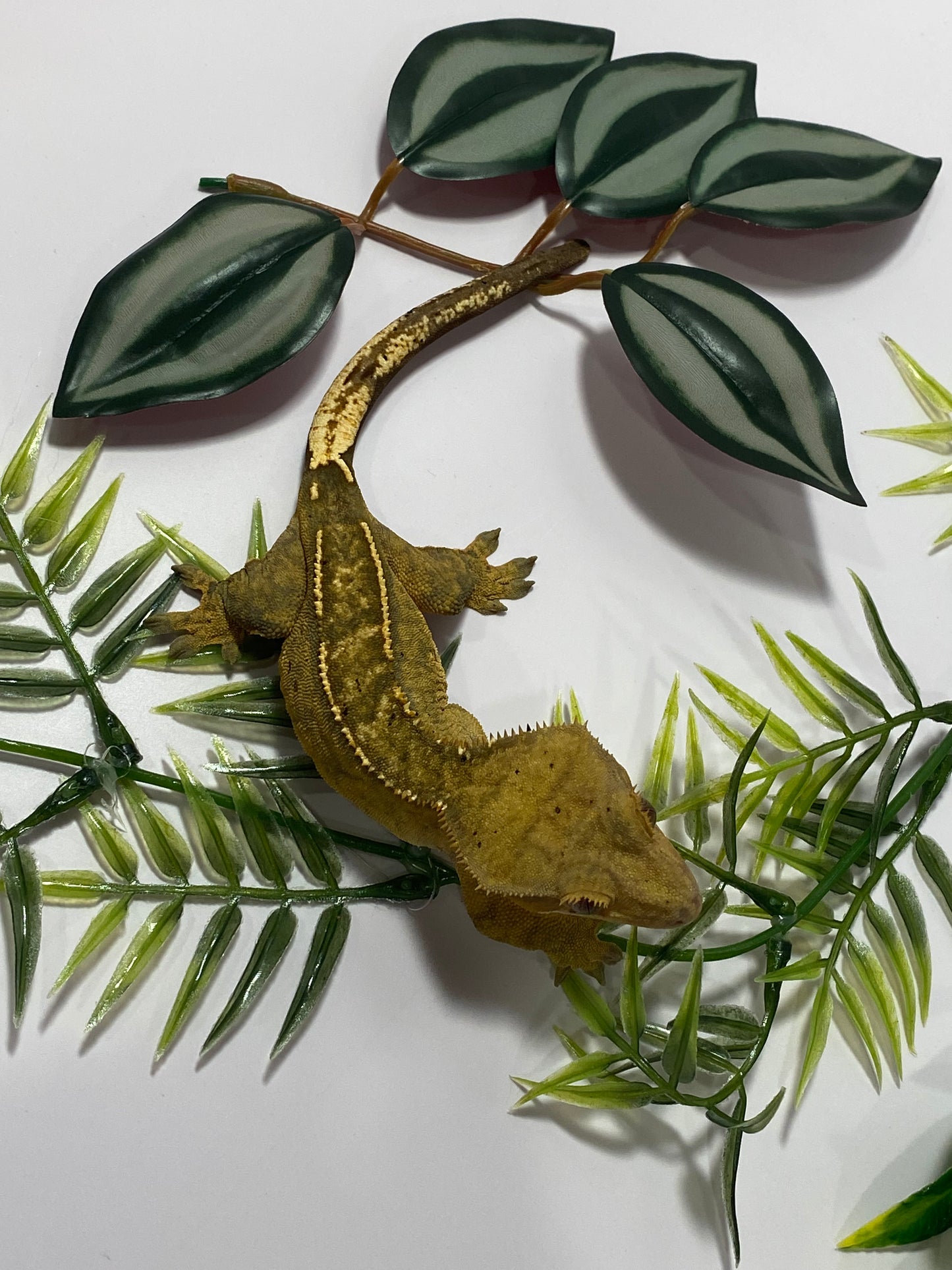 Crested Gecko - Yellow Flame Dalmatian - Female - CRS-GCK-YLL-FLM